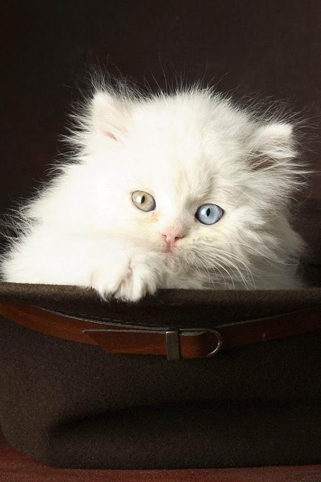 可爱宠物小猫咪呆萌抓拍特写桌面壁纸下载图片