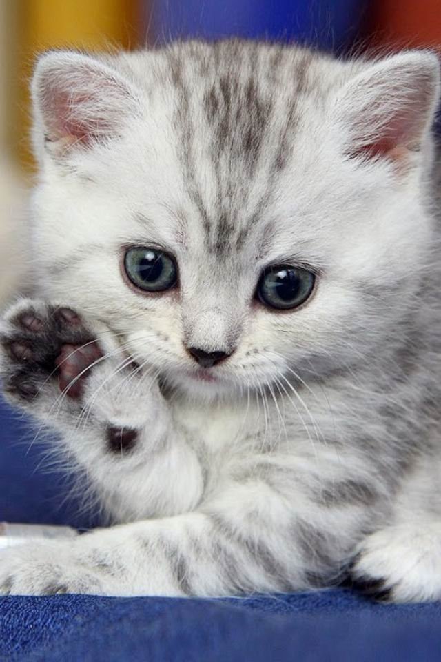 猫咪图片