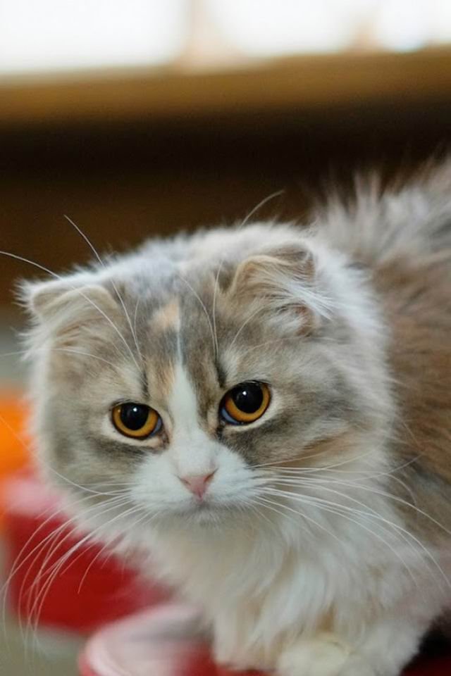 猫咪图片