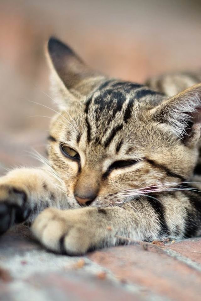 可爱超清的大图合集猫咪手机壁纸下载图片