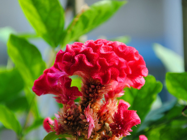 高清鲜花鸡冠花唯美花朵手机壁纸图片