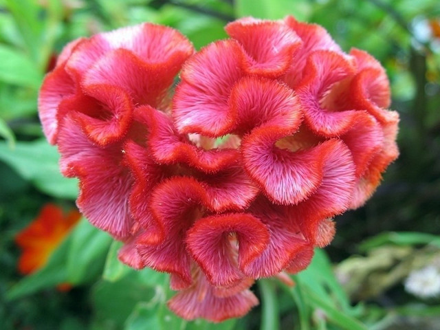 高清鲜花鸡冠花唯美花朵手机壁纸图片