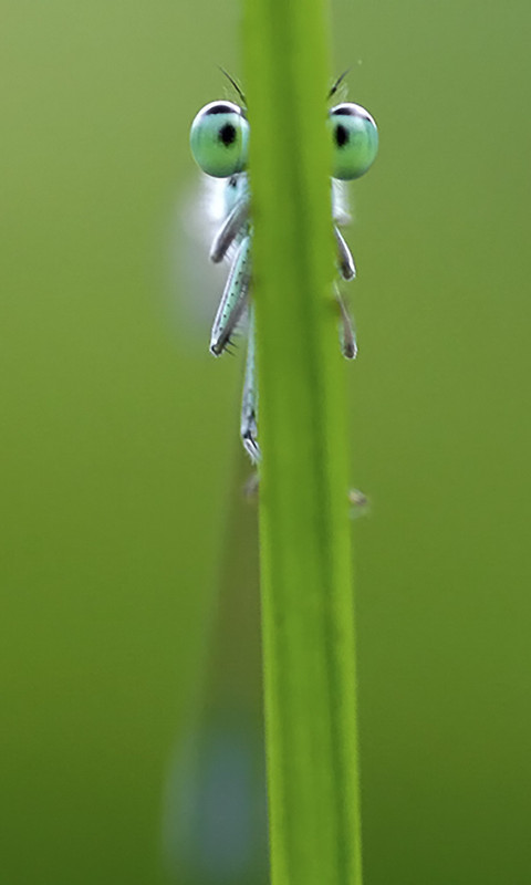 高清漂亮美丽的蜻蜓特写手机壁纸图片