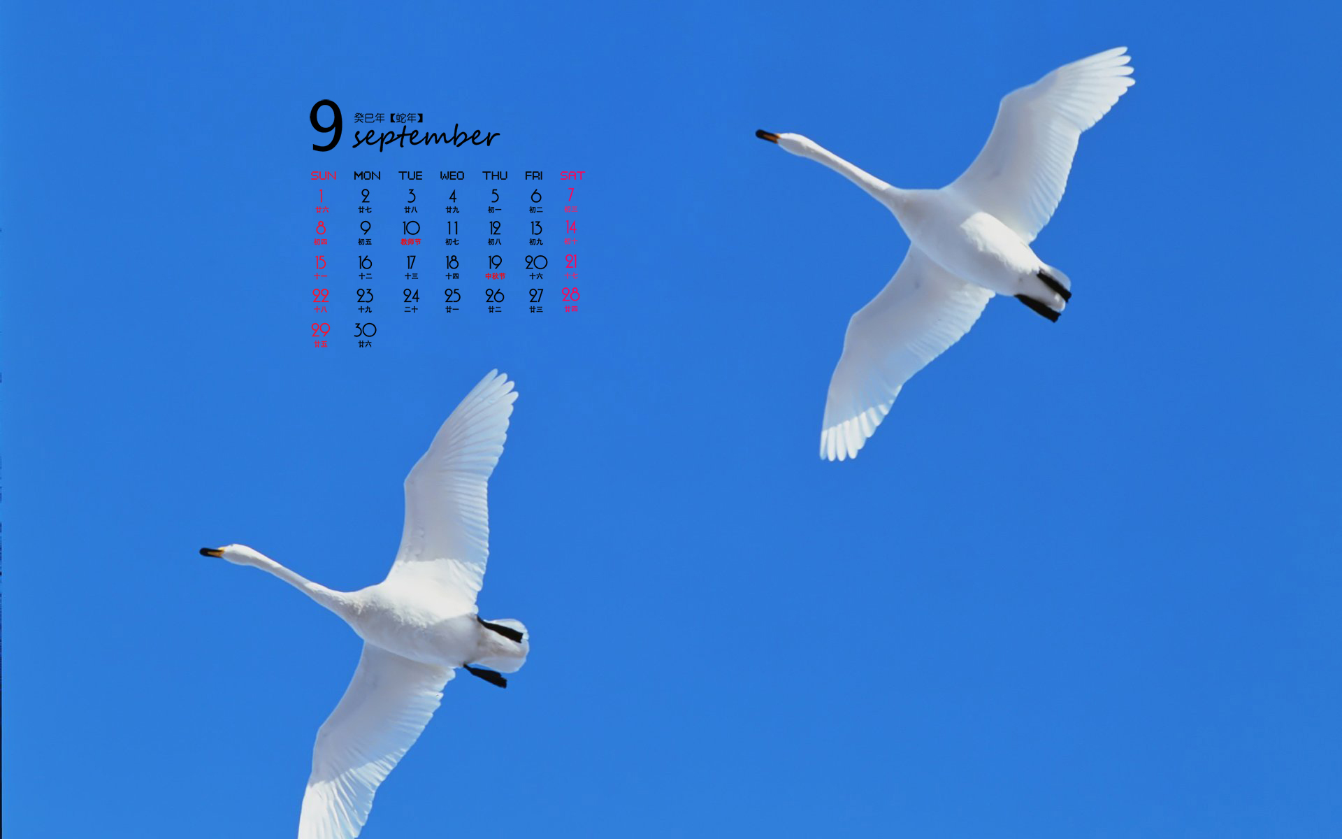 2015年1月日历壁纸大自然动物图片枝头上的可爱小鸟清晰图集图片