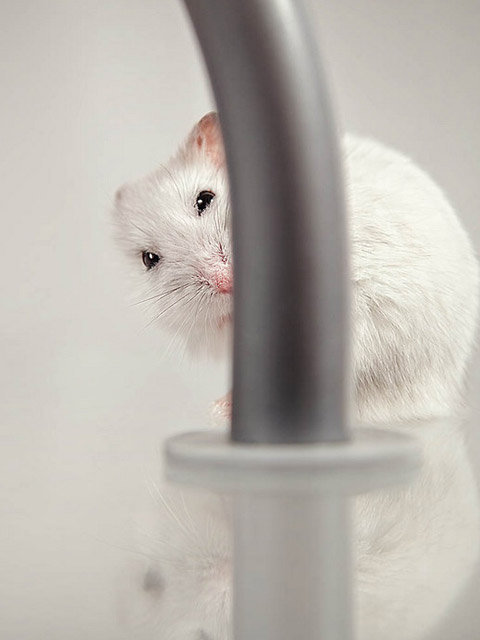 2019猪年可爱卡通小猪图片手机壁纸图片