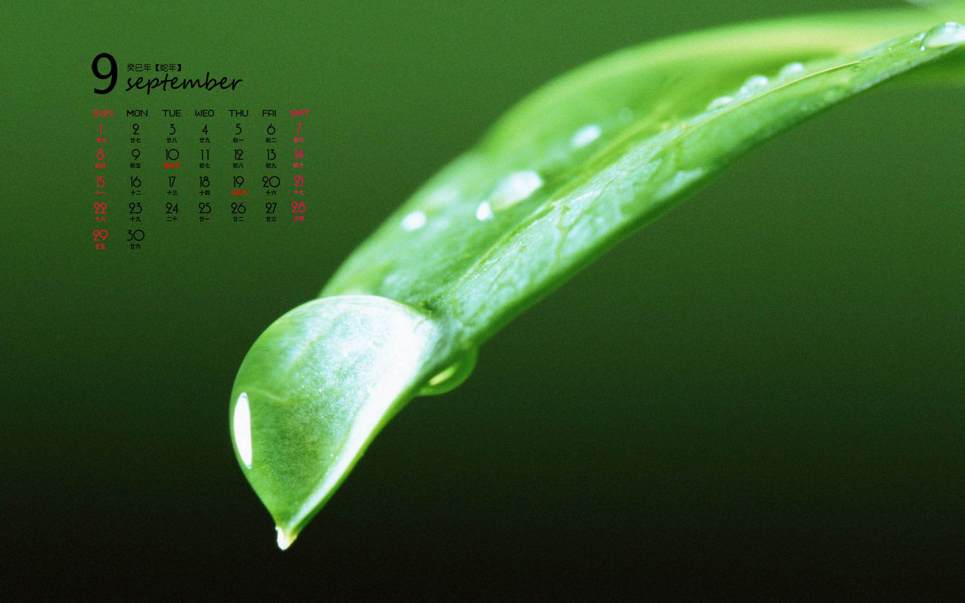 2014年9月日历壁纸微距树叶唯美摄影图片合集第一辑图片
