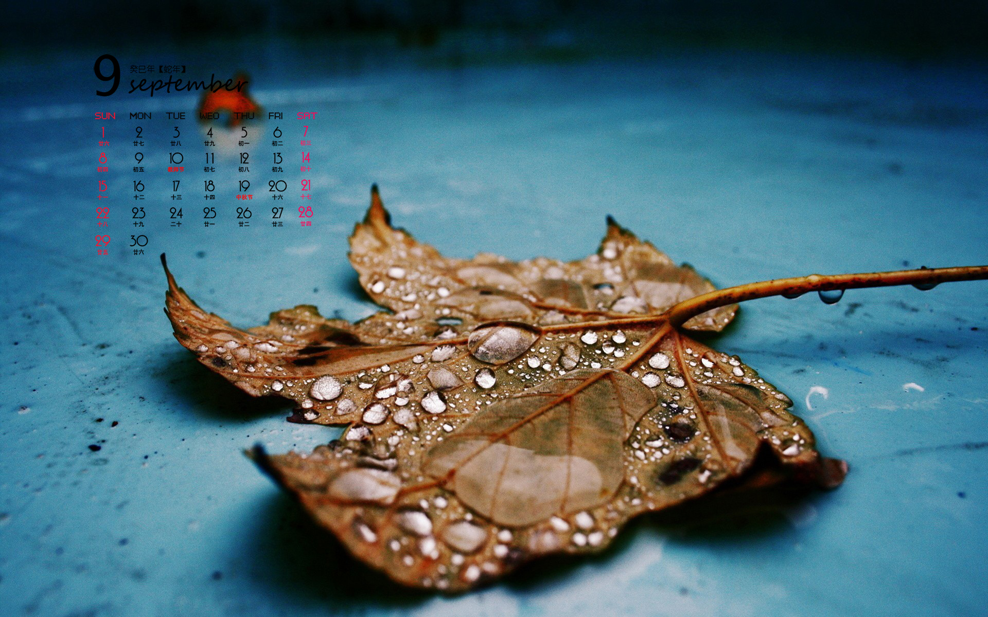 清新绿色植物树叶摄影高清电脑壁纸图片（一）图片