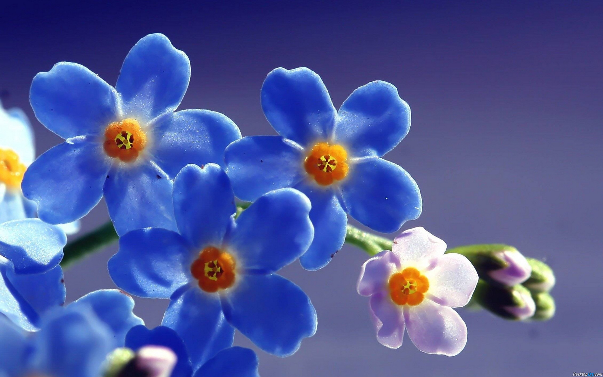 鲜花图片