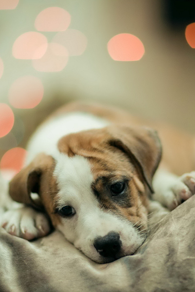 拉布拉多猎犬可爱小狗图片高清桌面壁纸图片