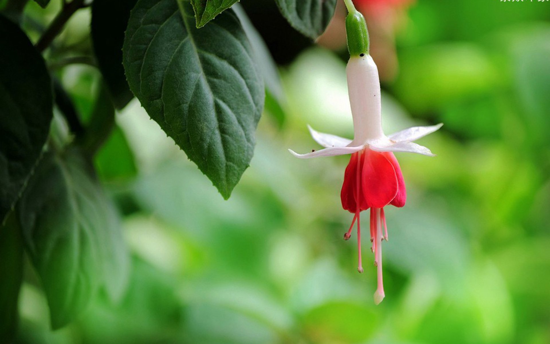 鲜花图片