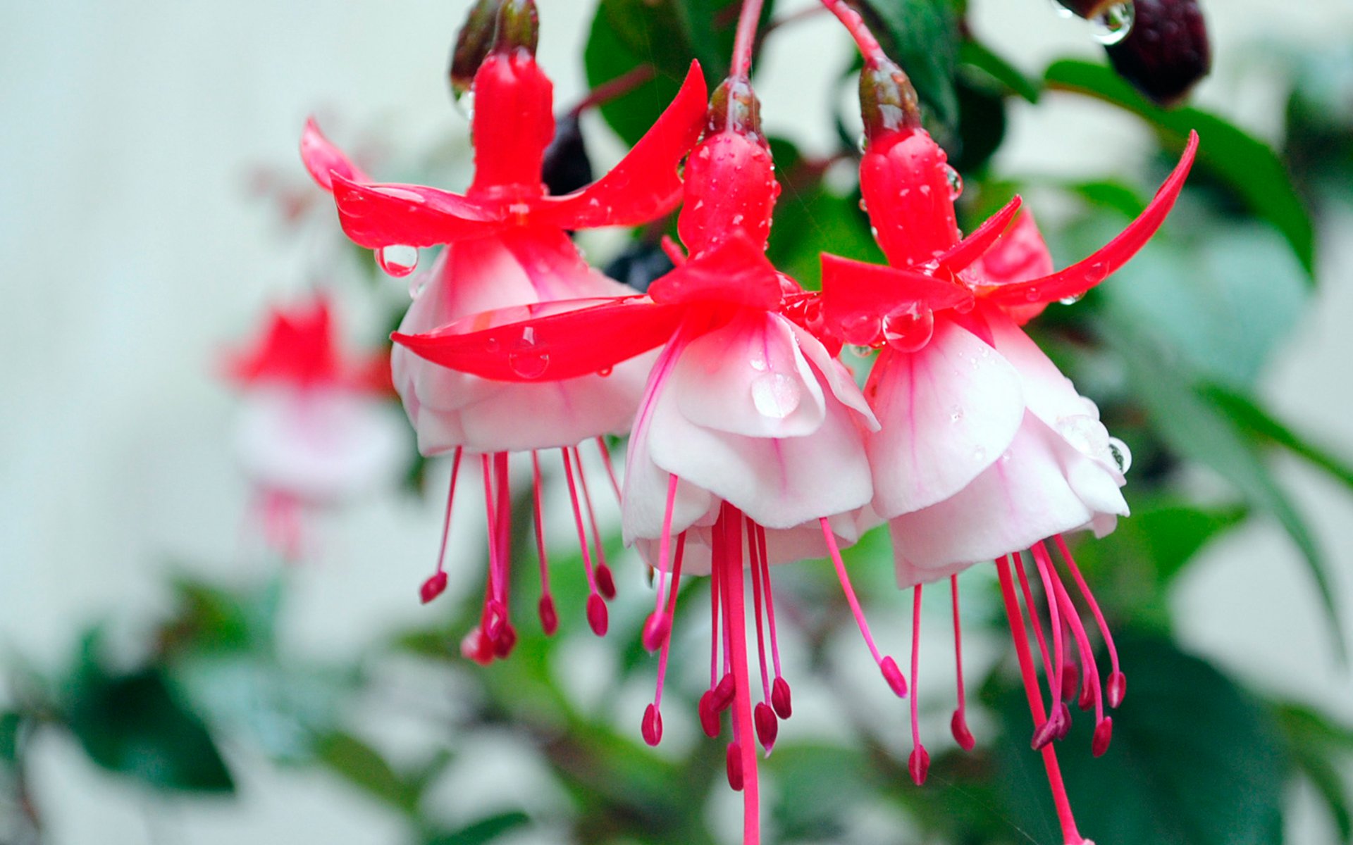 鲜花图片