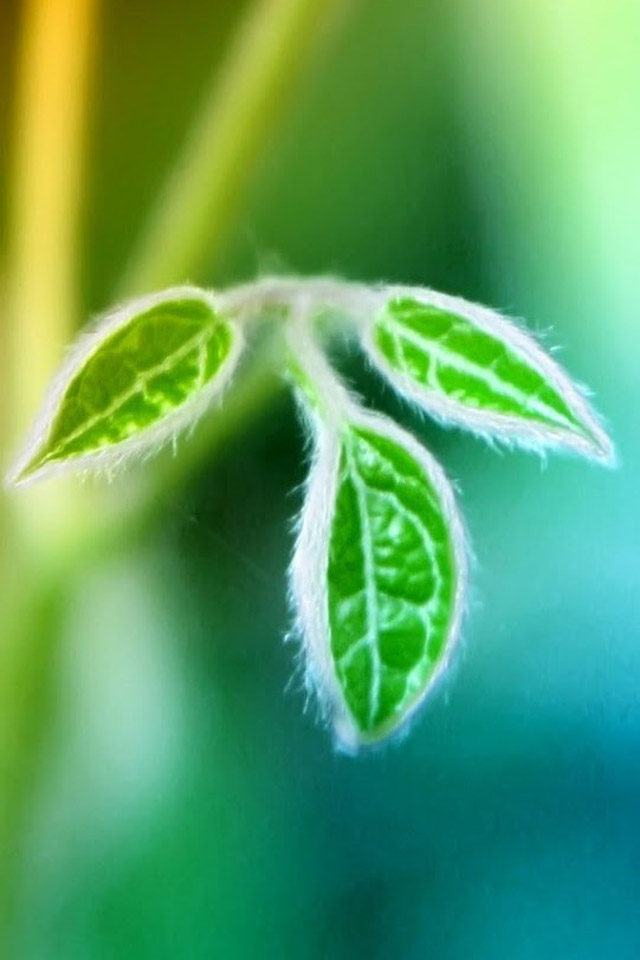 高清美丽清新的花卉图片手机壁纸图片