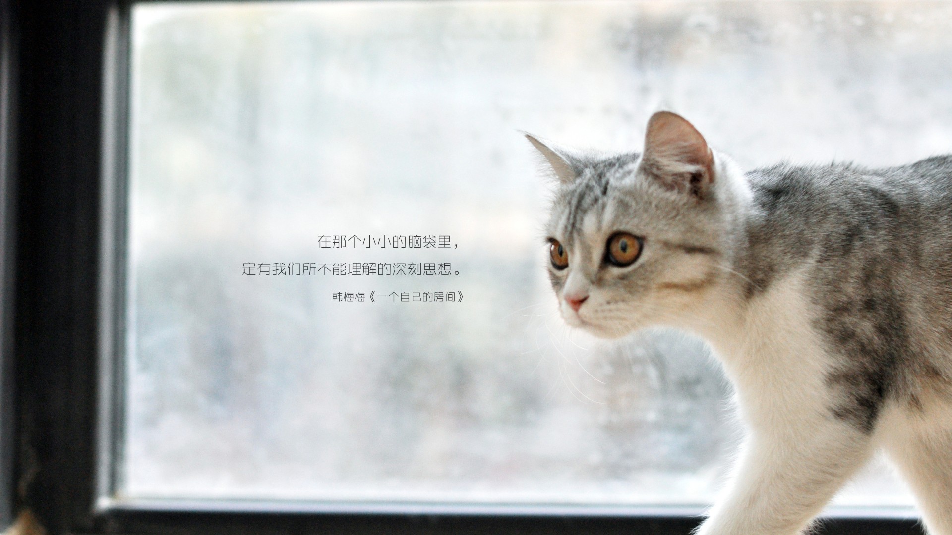猫咪图片