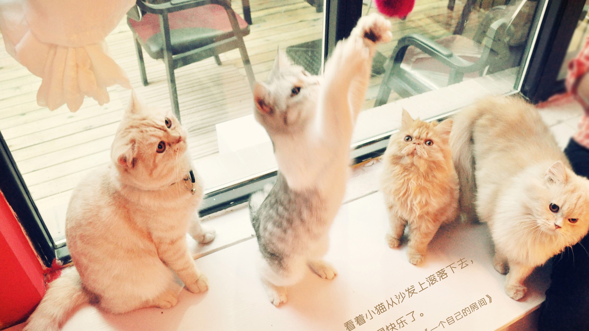 猫咪图片
