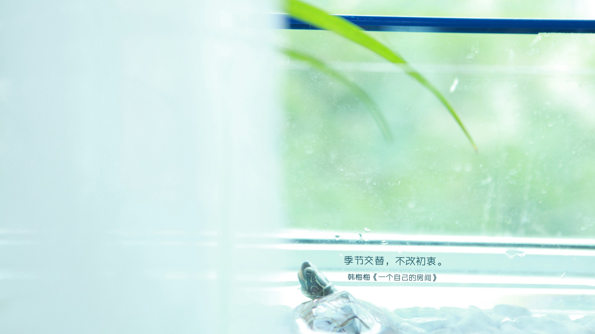 猫咪图片