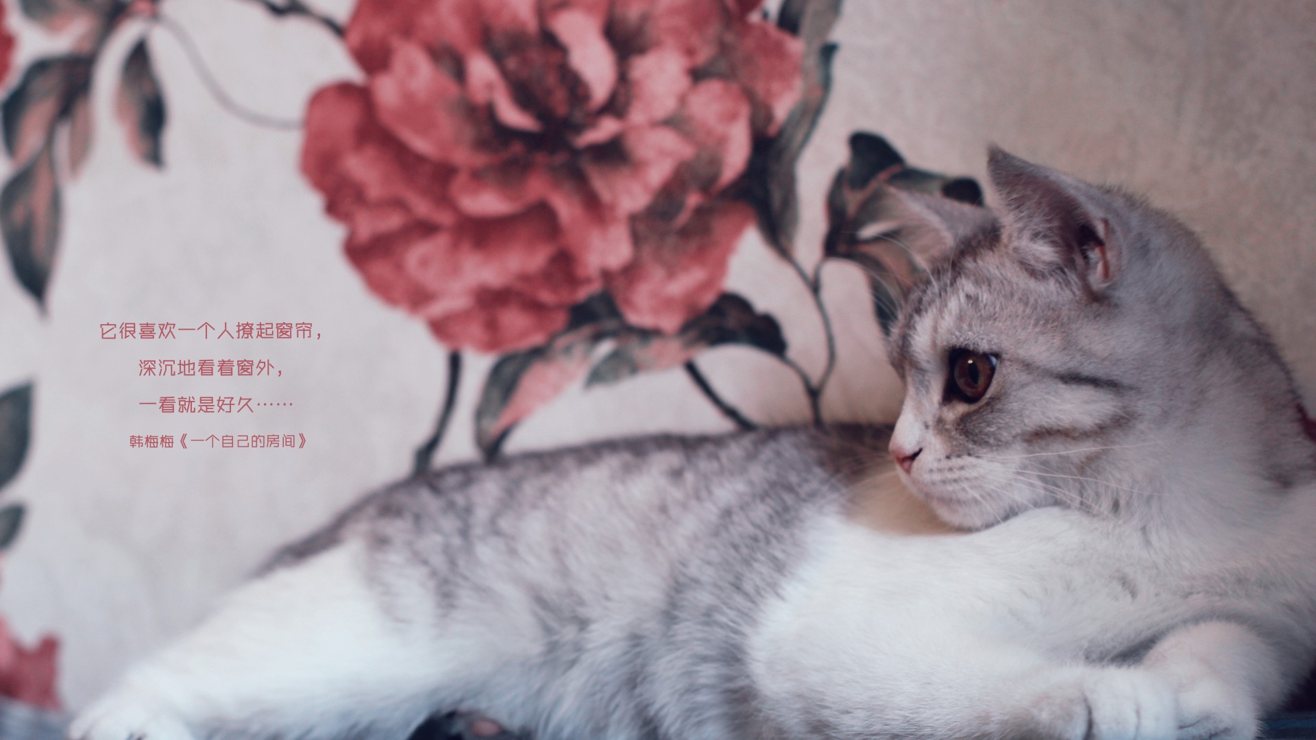 猫咪图片