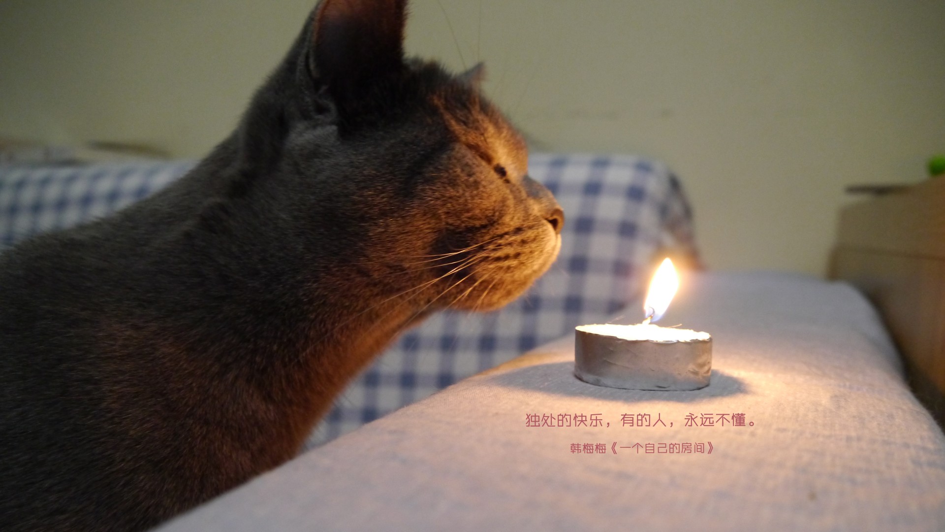 呆萌可爱的猫咪桌面壁纸图片