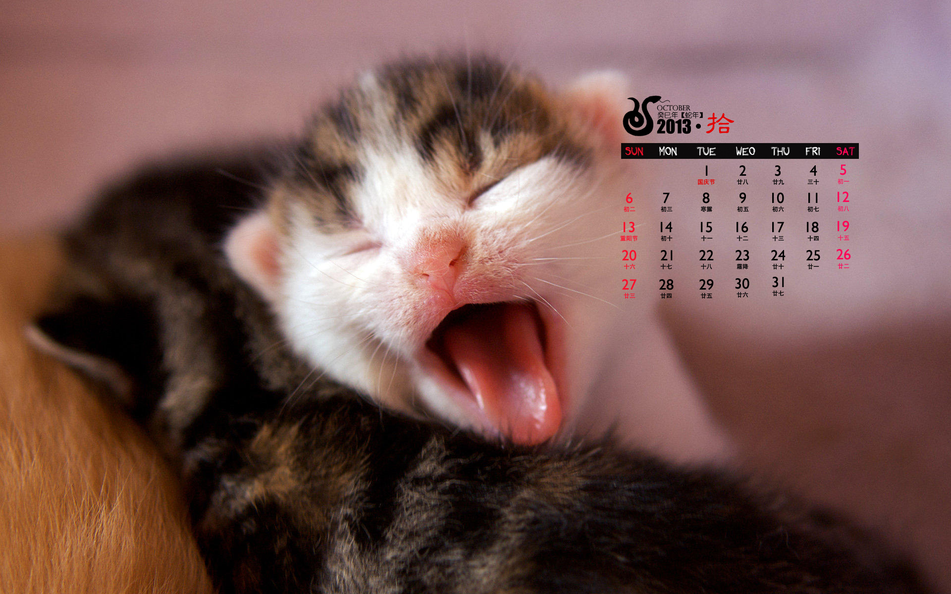 2013年10月份日历壁纸之可爱动物萌猫图片