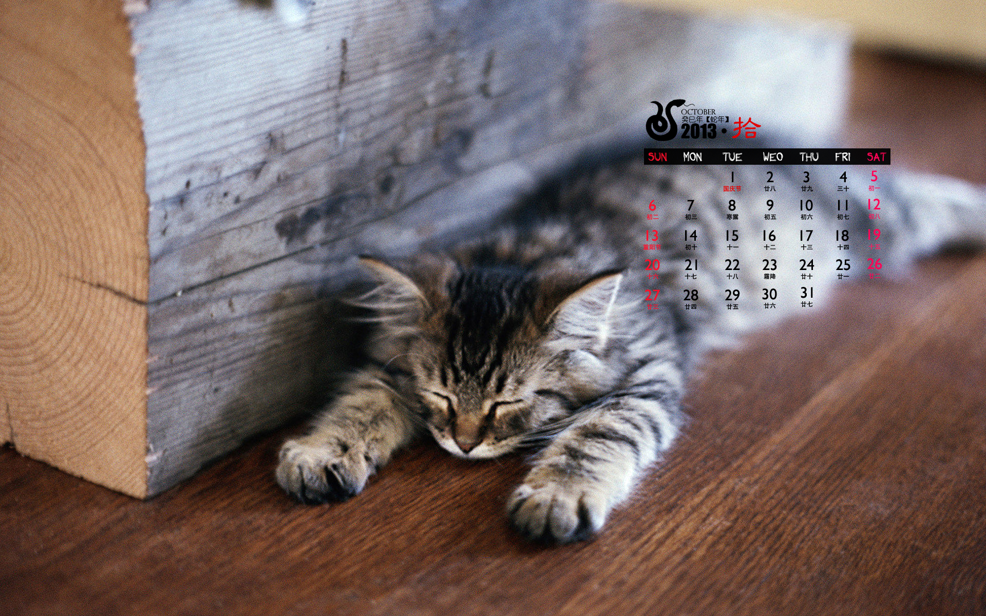 2013年10月份日历壁纸之可爱动物萌猫图片