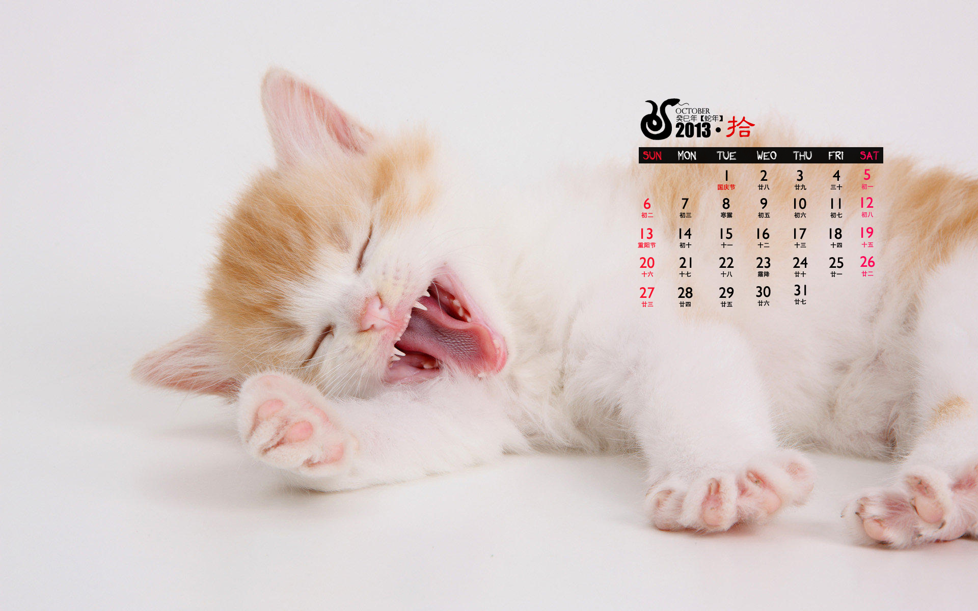 2013年10月份日历壁纸之可爱动物萌猫图片