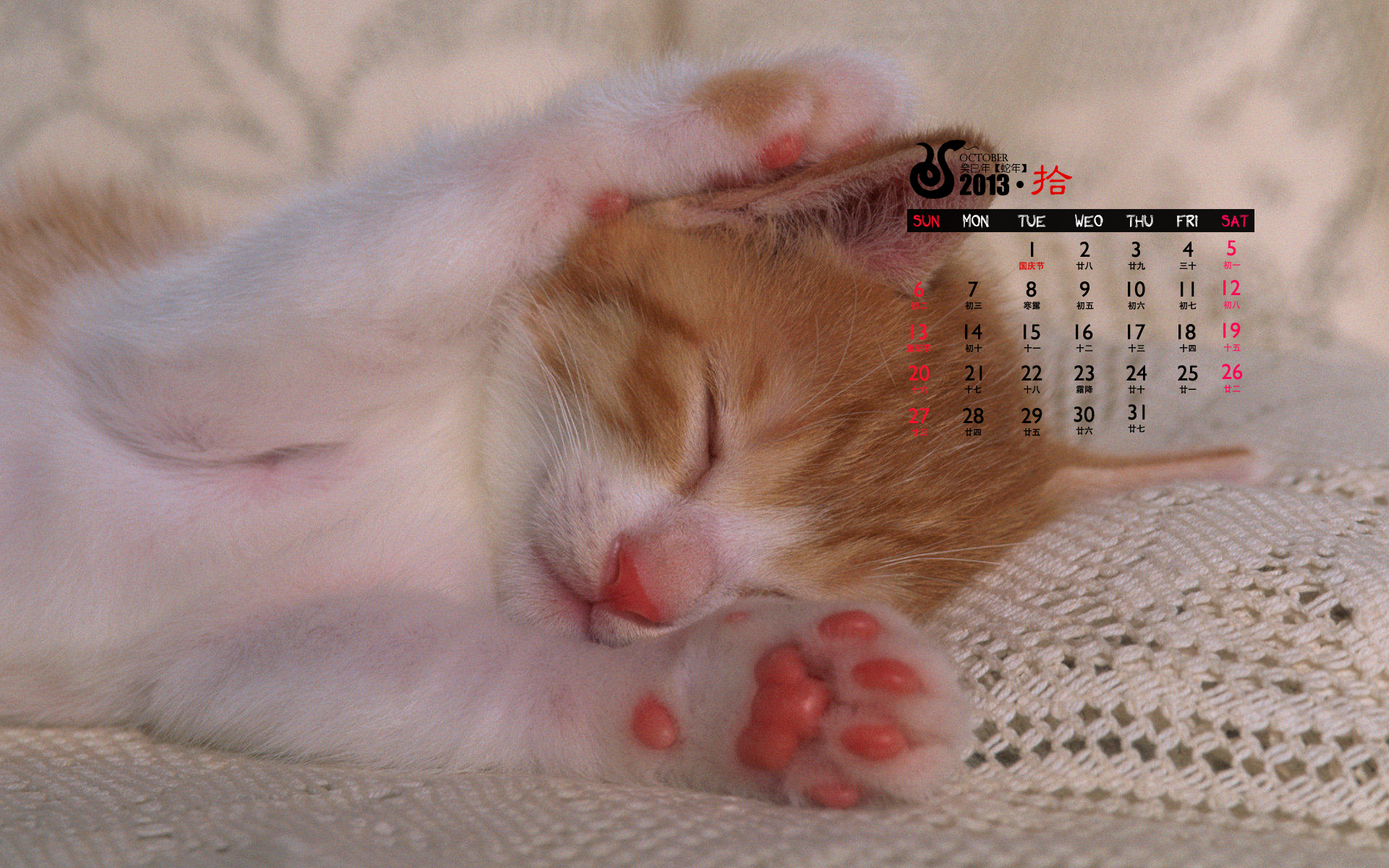 2013年10月份日历壁纸之可爱动物萌猫图片
