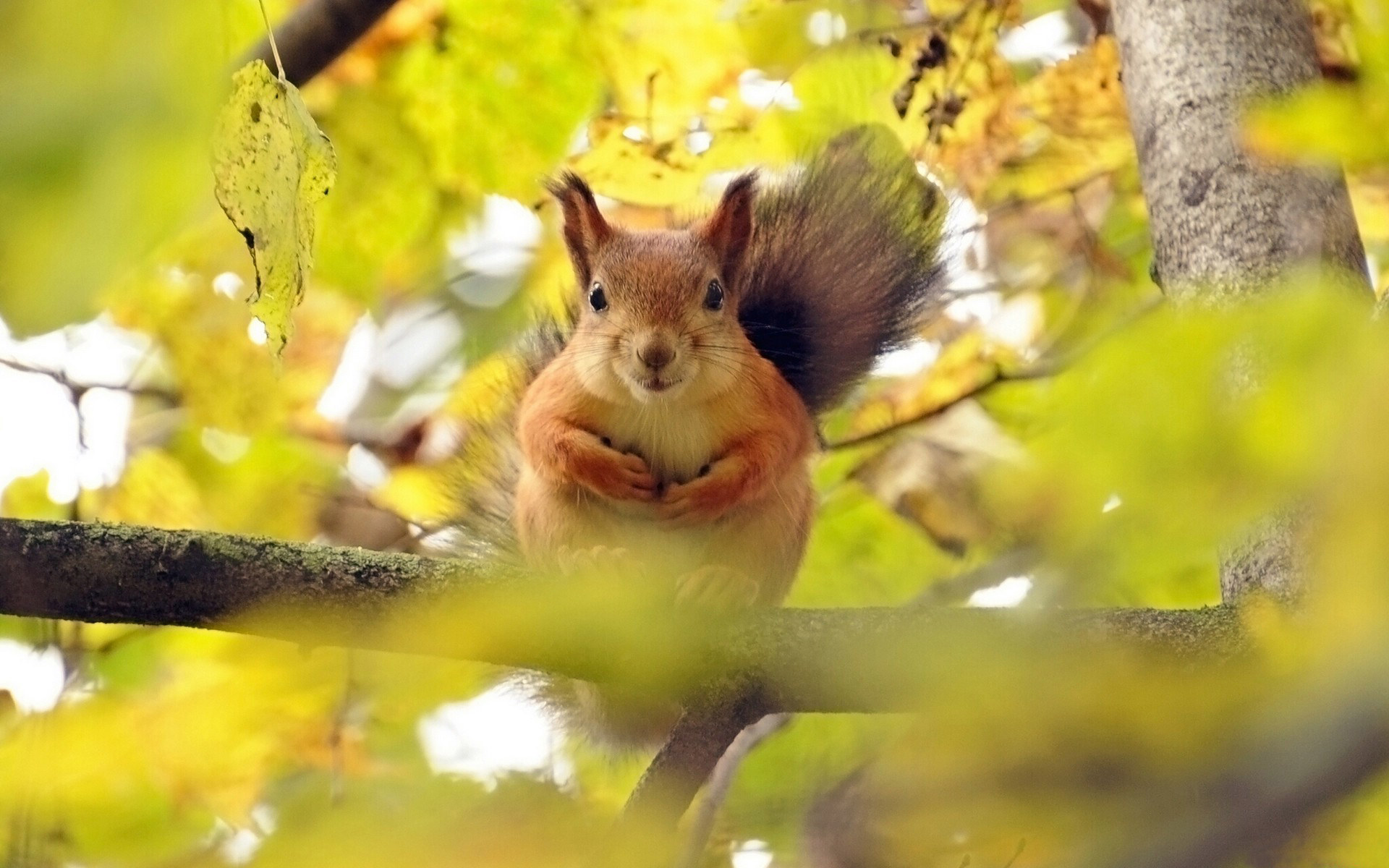 美丽风景图图片