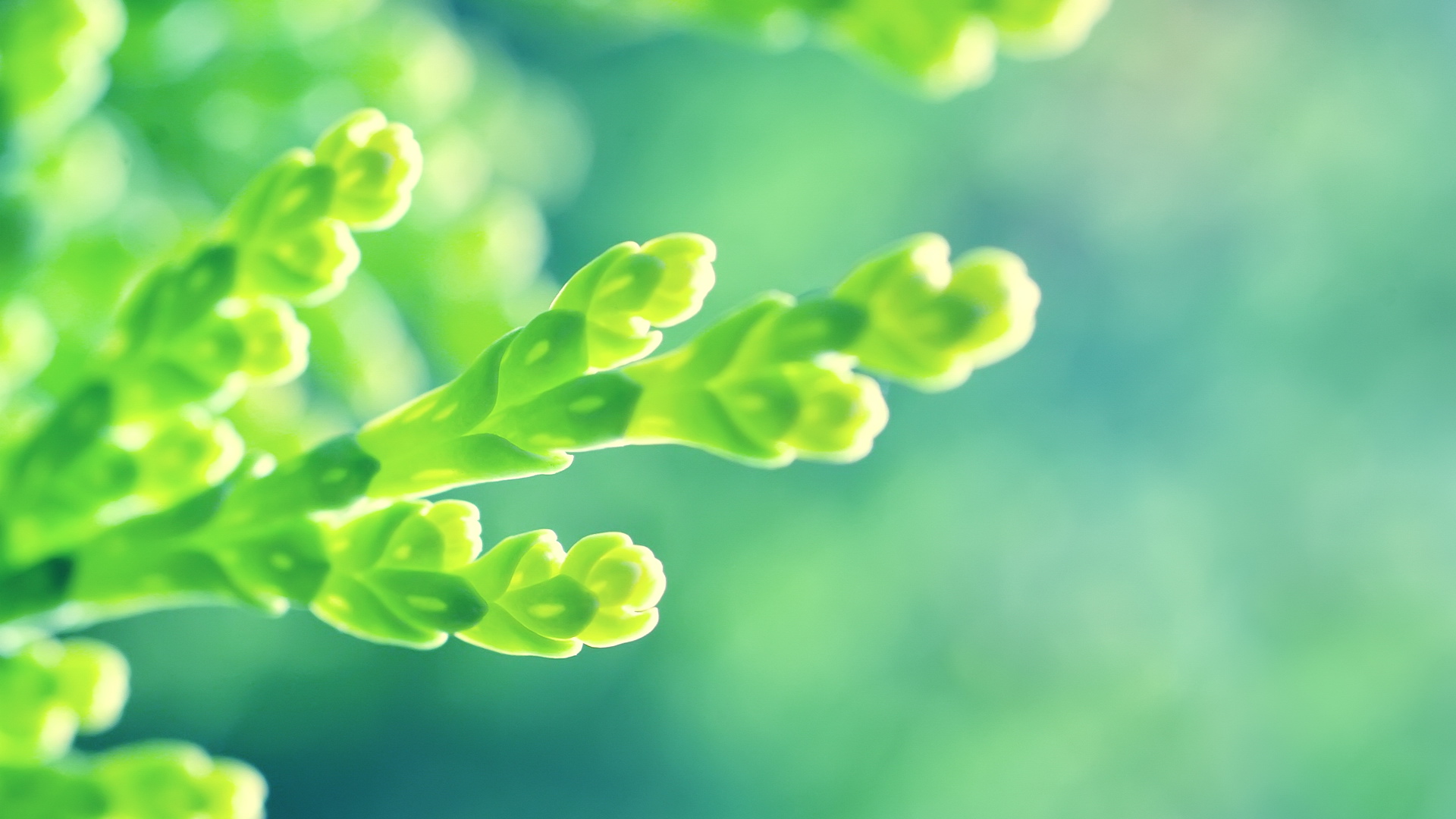 简约风格清新大自然唯美植物电脑桌面壁纸下载图片