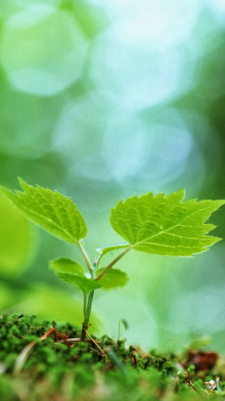 粉嫩清新的玫瑰花高清图片手机壁纸图片