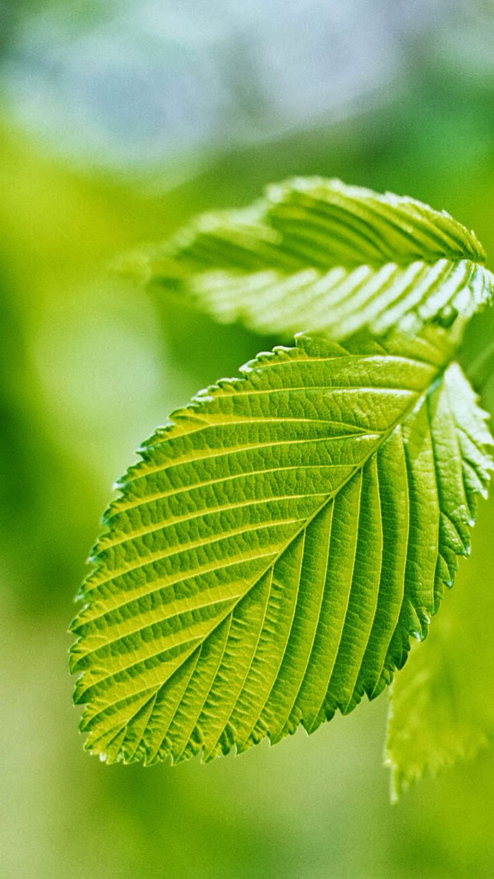 唯美鲜花摄影高清手机壁纸图片
