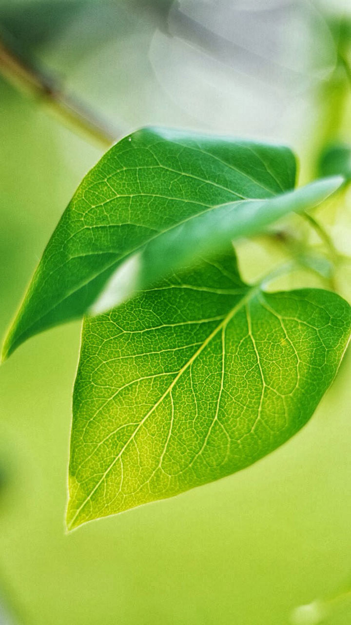 粉嫩清新的玫瑰花高清图片手机壁纸图片