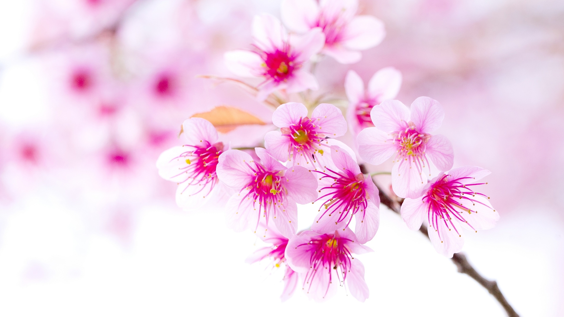 鲜花图片