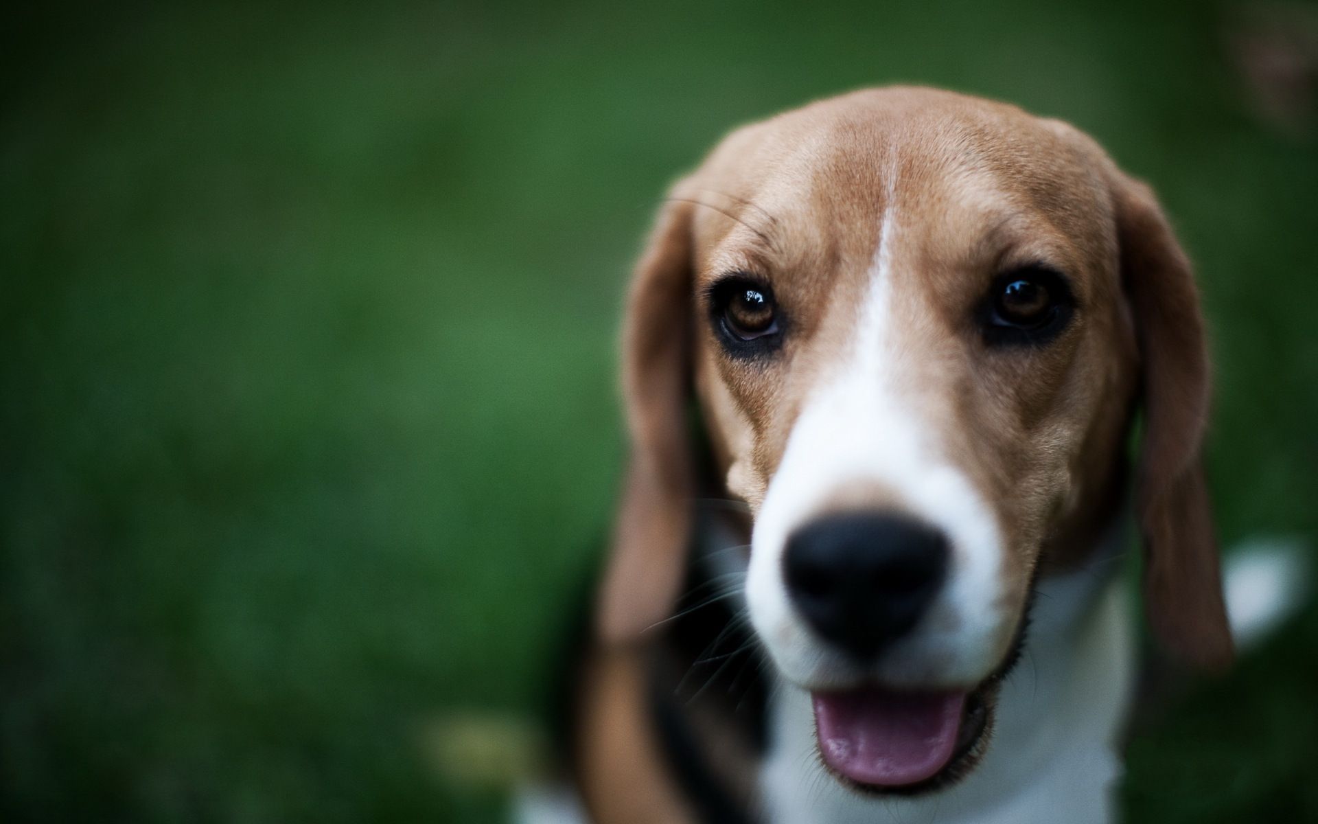 可爱狗狗比格犬高清桌面壁纸图片