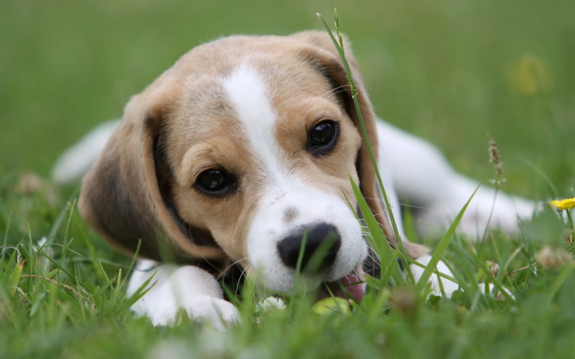 拉布拉多猎犬可爱小狗图片高清桌面壁纸图片