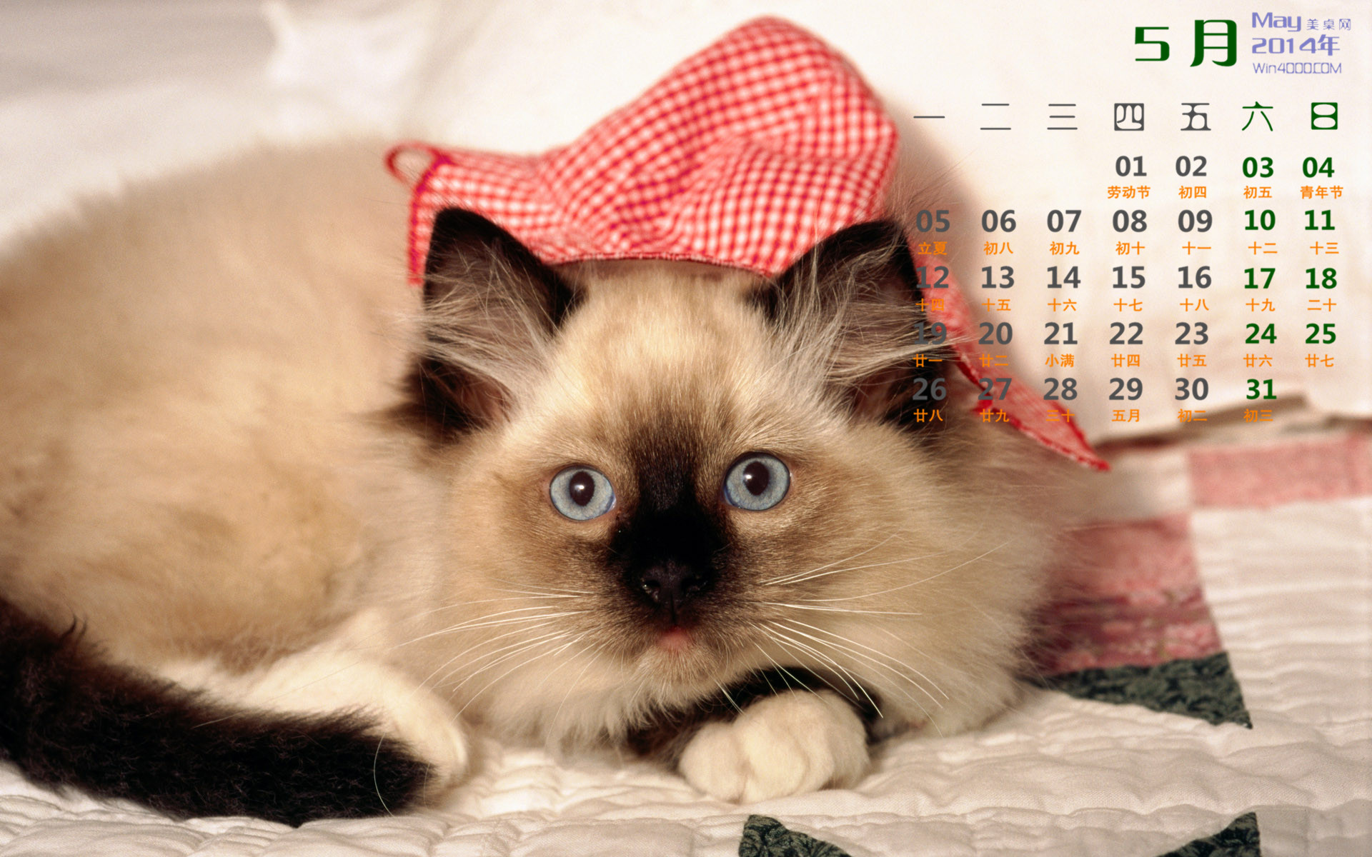 2014年9月日历壁纸超萌的可爱白色小猫咪高清图片(一)图片