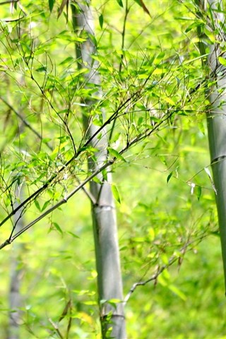 竹子图片
