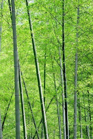 竹子图片