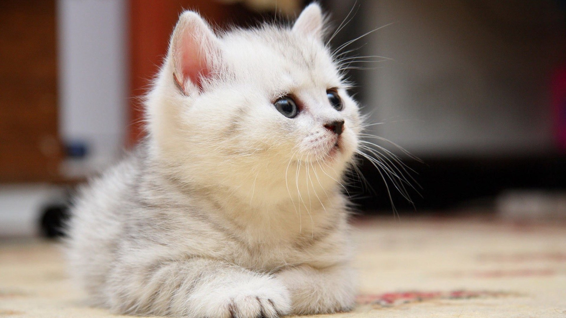 高清小萌猫可爱乖巧猫咪图片合集电脑桌面壁纸下载第二辑图片