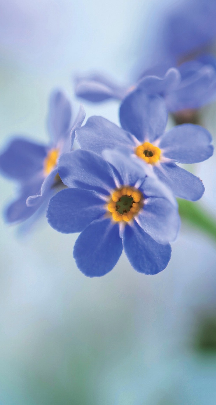 紫花图片