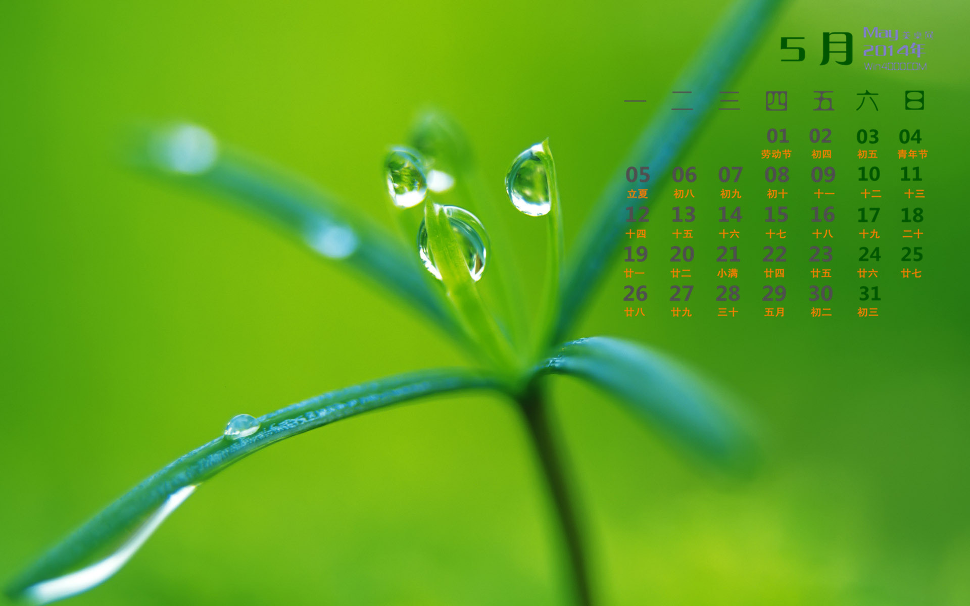 高清雨水清新护眼绿色水滴露珠高清桌面壁纸图片