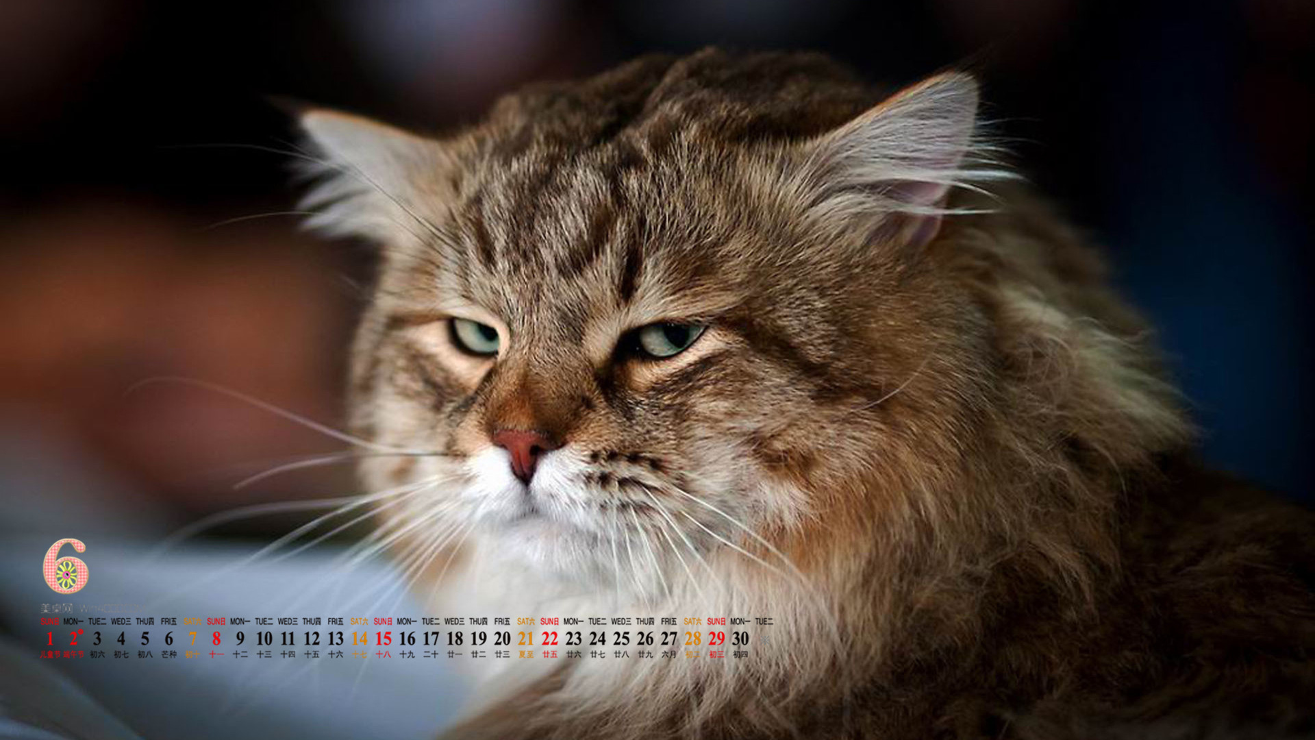 可爱猫咪图片图片