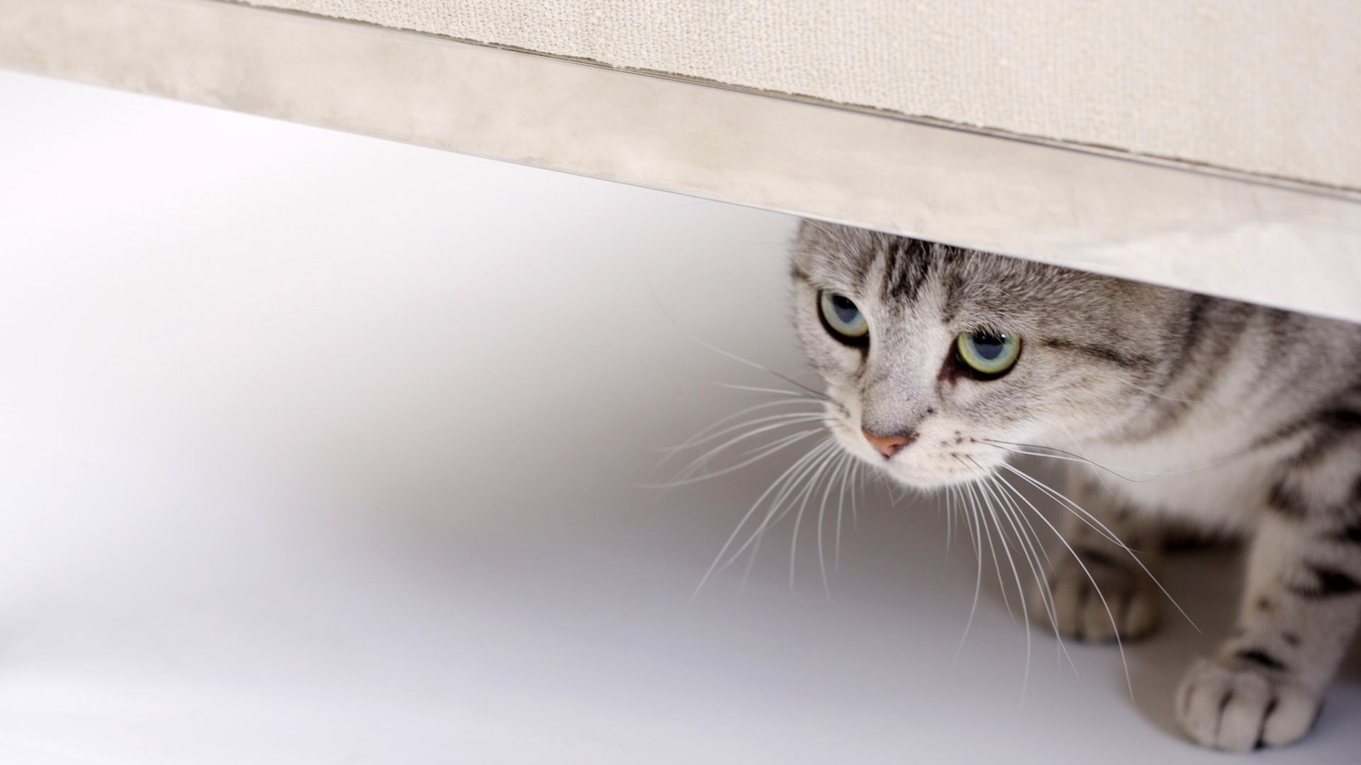 卖萌可爱猫咪图片安卓手机壁纸图片