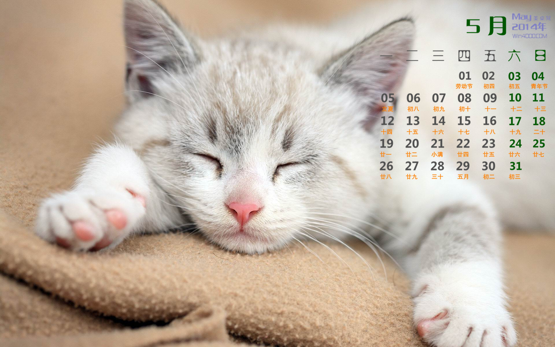 2014年9月日历壁纸超萌的可爱白色小猫咪高清图片(二)图片