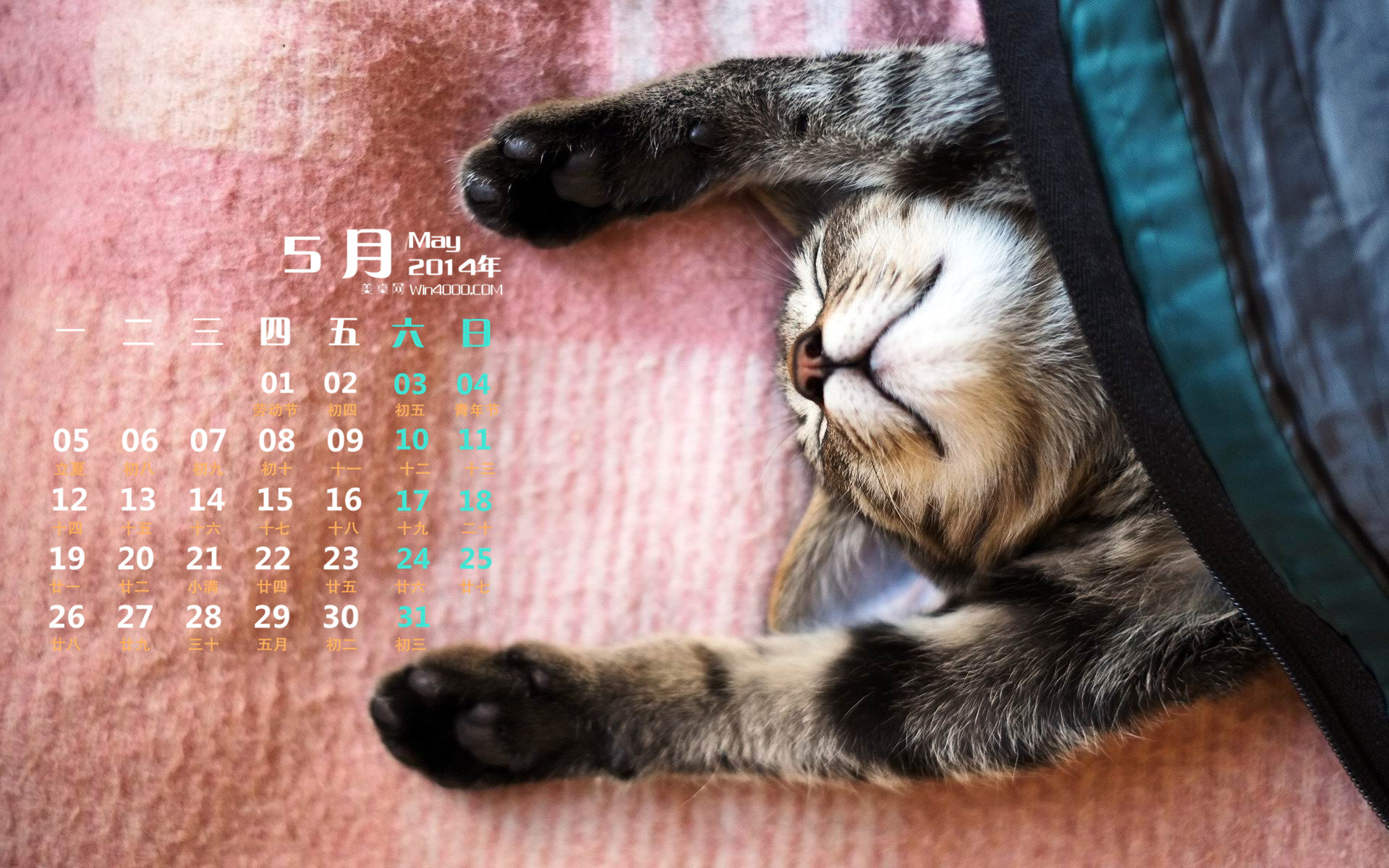 2014年10月日历可爱的小猫咪高清电脑桌面壁纸图片
