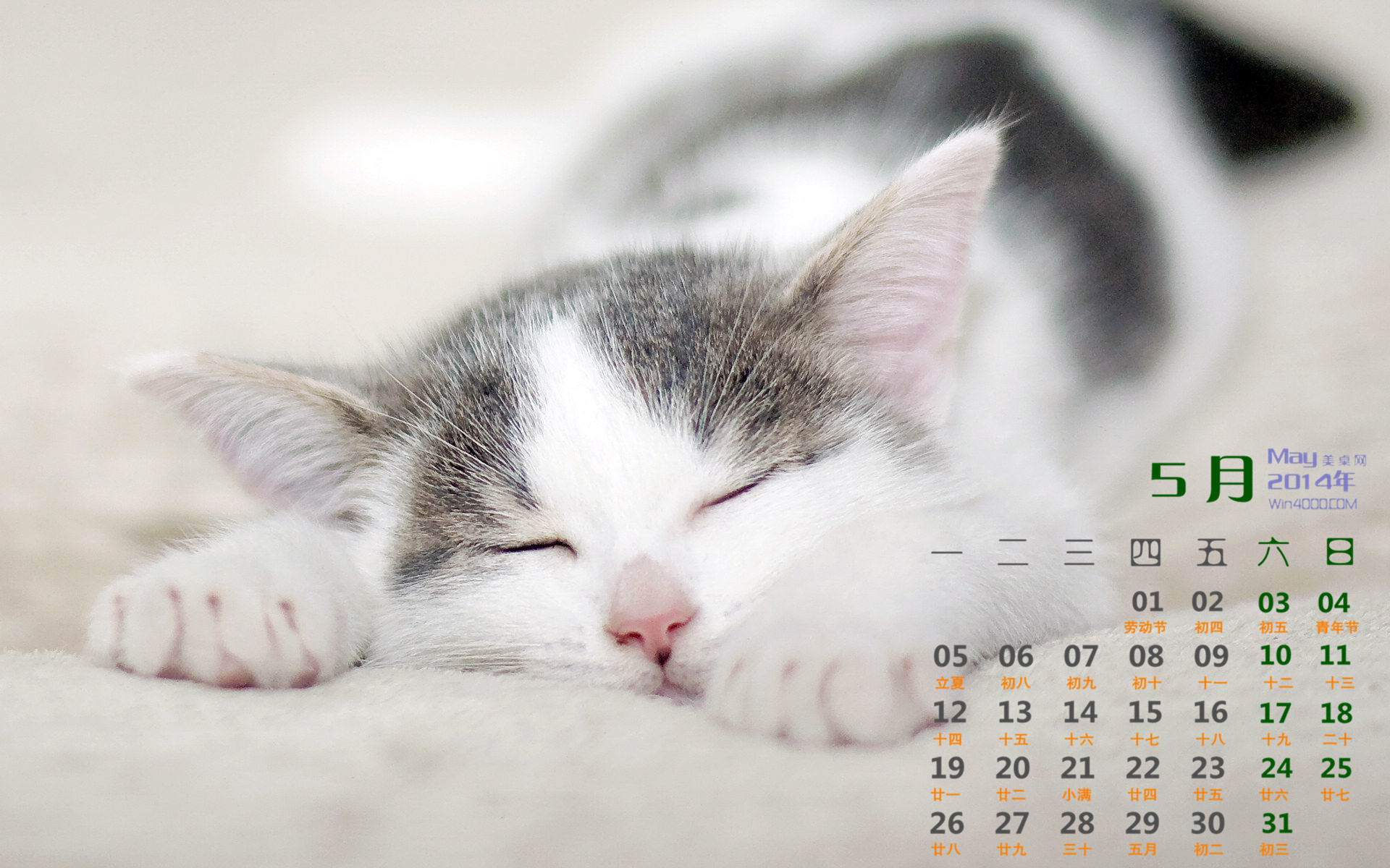 2014年10月日历可爱的小猫咪高清电脑桌面壁纸图片