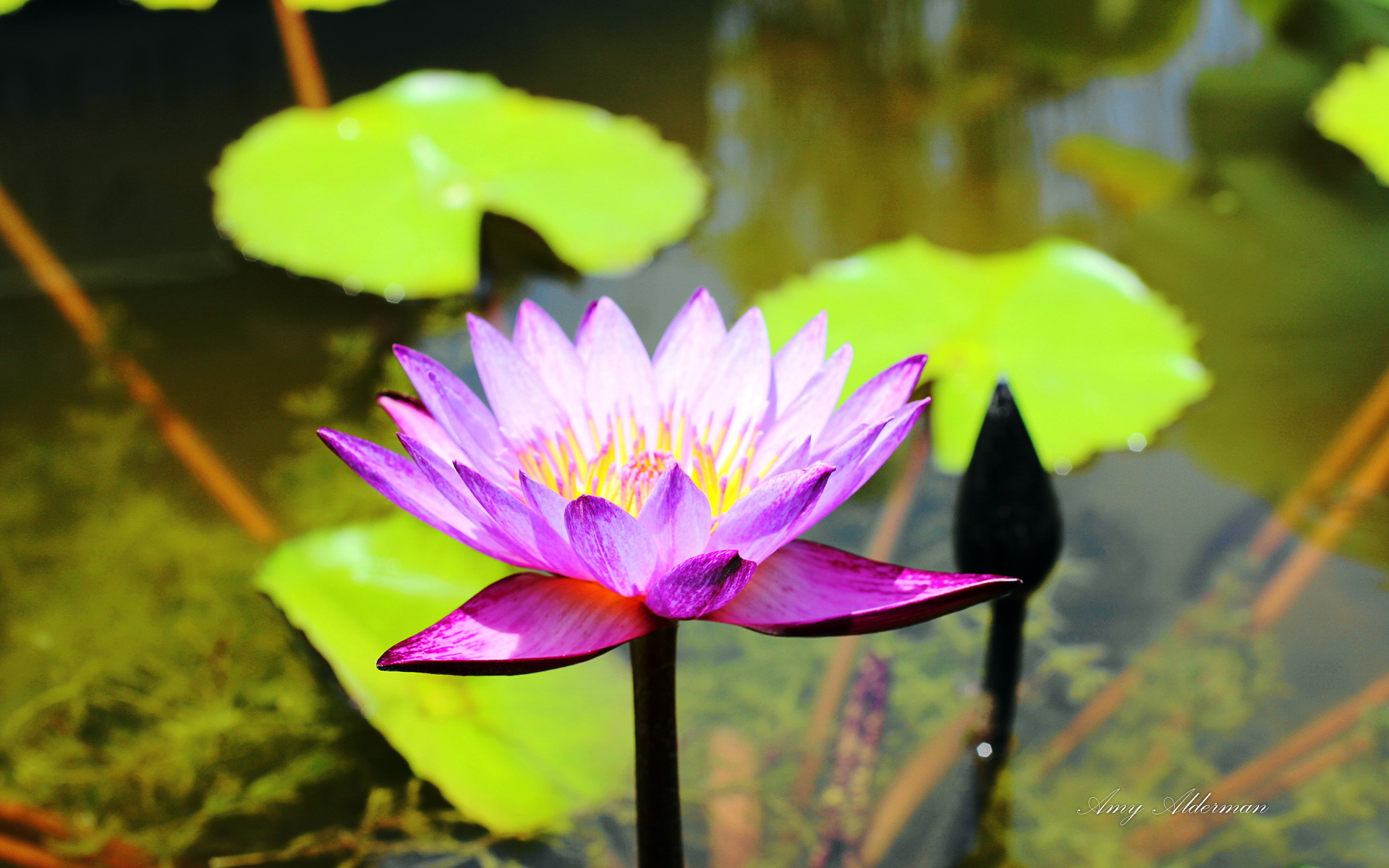 鲜花图片