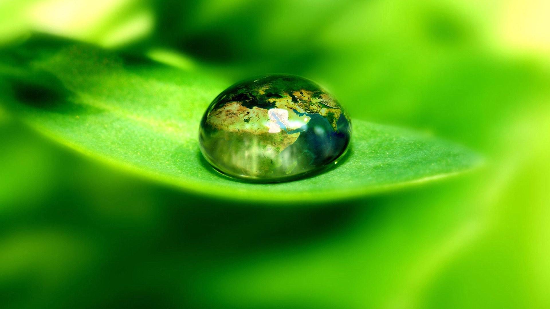 高清大自然清新护眼植物手机壁纸下载第二辑图片