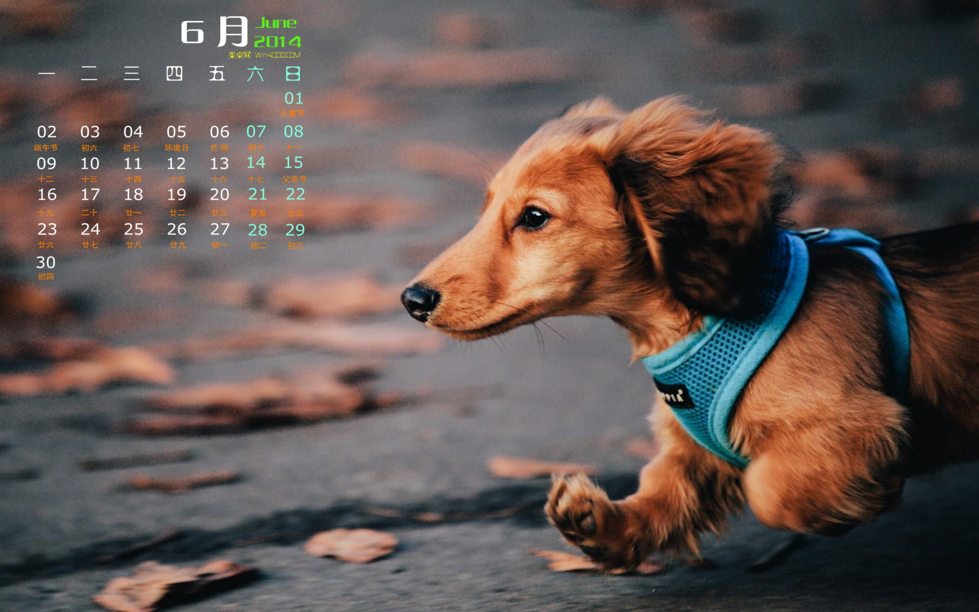 拉布拉多猎犬可爱小狗图片高清桌面壁纸图片