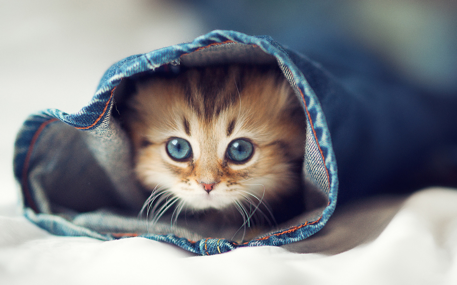 高清小萌猫可爱乖巧猫咪图片合集电脑桌面壁纸下载第二辑图片