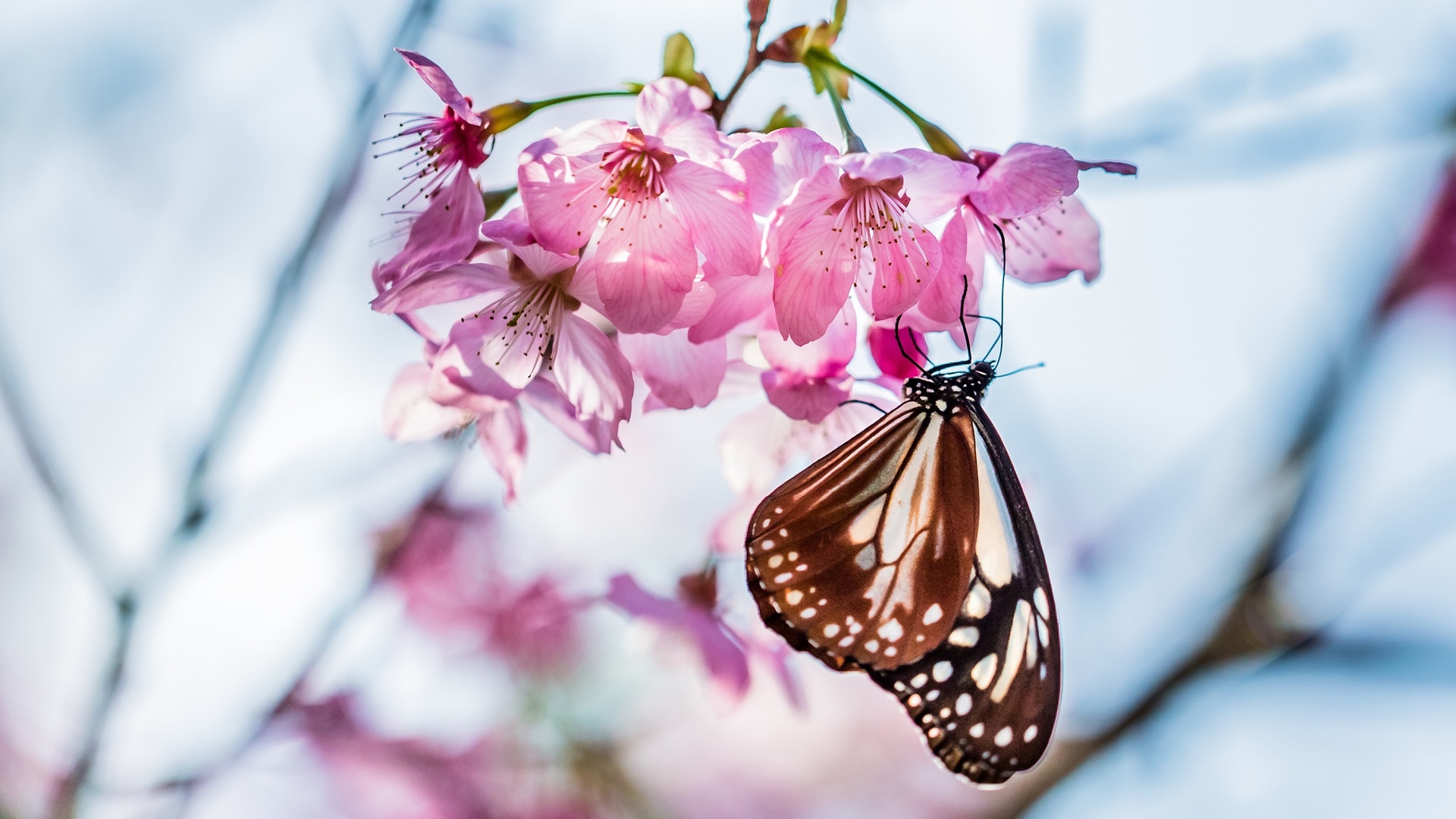 鲜花图片
