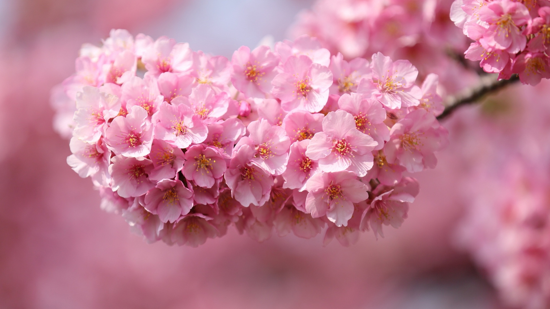 鲜花图片